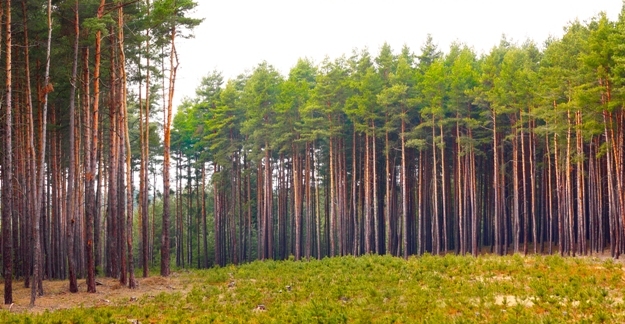A homogeneidade da madeira ocorre Ã  medida que os anéis de crescimento têm uniformidade - Crédito Shutterstock